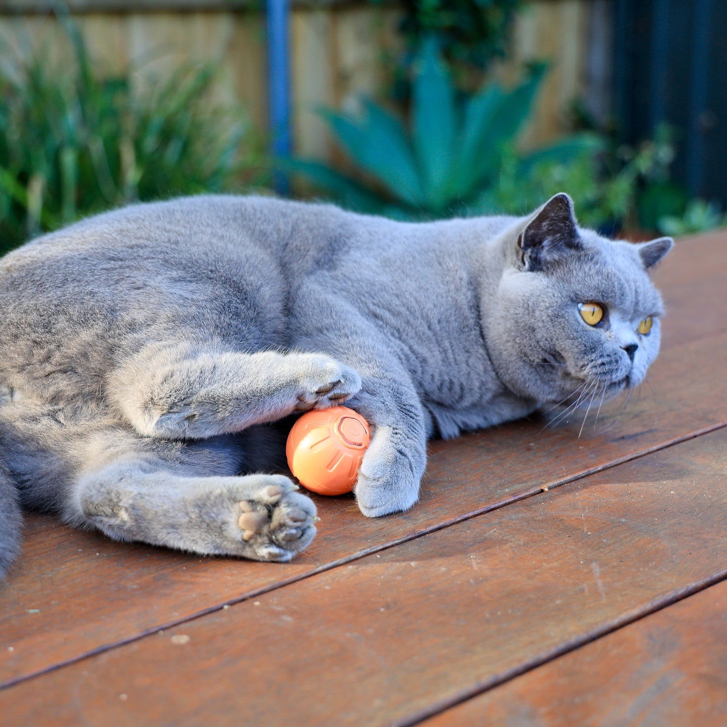 Pet Interactive Bouncing Ball