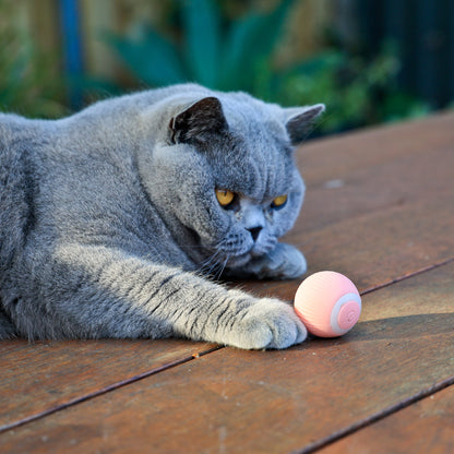 Rolling Ball - Cats & dogs